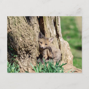Carte Postale Fox Kit in the Hudson Valley