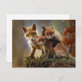 Carte Postale Fox Kits Photo (Devant / Derrière)