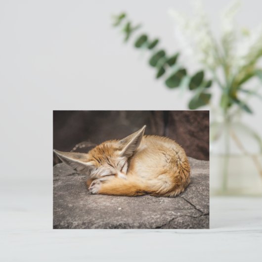 Carte Postale Fox mignon de Fennec (Debout devant)