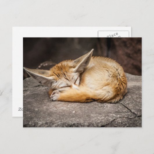 Carte Postale Fox mignon de Fennec (Devant / Derrière)