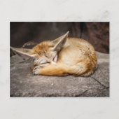 Carte Postale Fox mignon de Fennec (Devant)