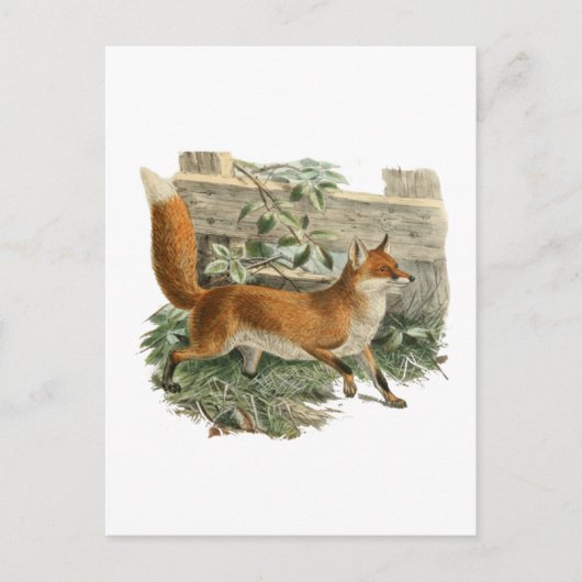 Carte Postale Fox par une clôture (Devant)