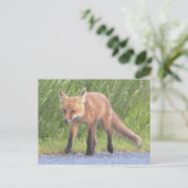 Carte postale Fox Photo (Debout devant)