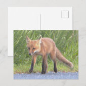 Carte postale Fox Photo (Devant / Derrière)