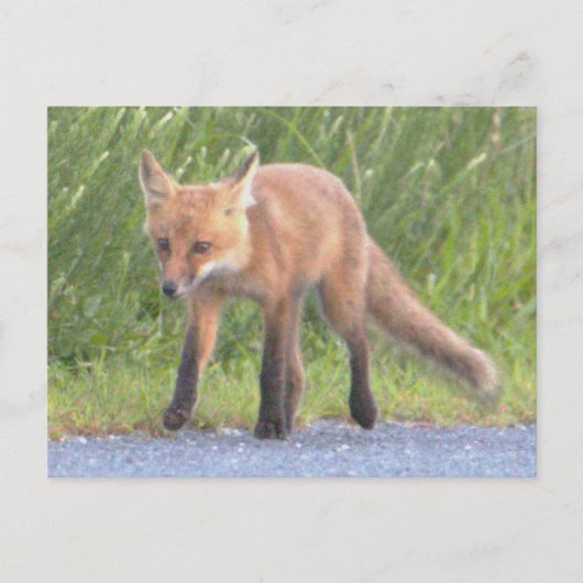 Carte postale Fox Photo (Devant)