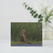 Carte postale Fox Photo (Debout devant)
