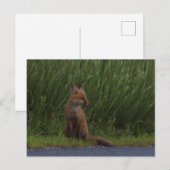 Carte postale Fox Photo (Devant / Derrière)