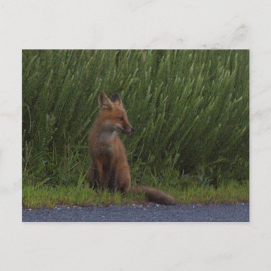 Carte postale Fox Photo (Devant)
