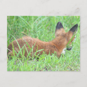 Carte postale Fox Photo
