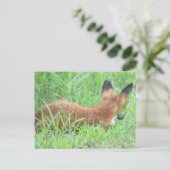 Carte postale Fox Photo (Debout devant)