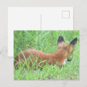 Carte postale Fox Photo (Devant / Derrière)