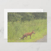 Carte postale Fox Photo (Devant / Derrière)