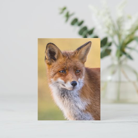 Carte Postale Fox regarde loin (Debout devant)