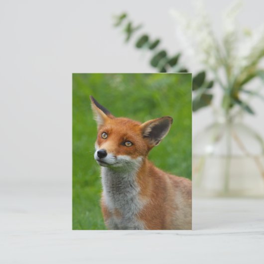 Carte Postale Fox rouge (Debout devant)