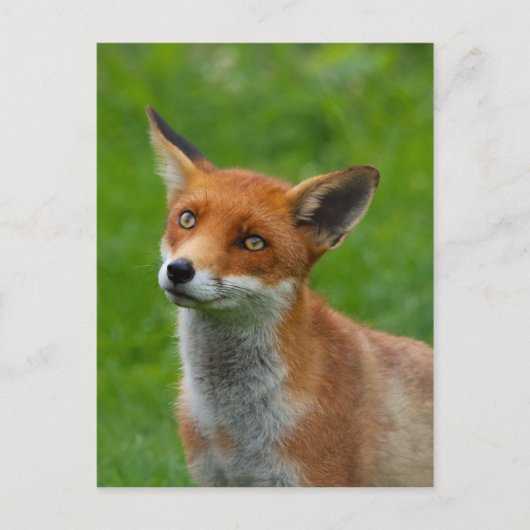 Carte Postale Fox rouge (Devant)