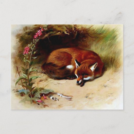 Carte Postale Fox rouge devant son repaire (Devant)