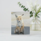 Carte postale Fox "Scooter" IBSP (Debout devant)