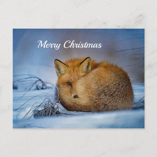 Carte Postale Fox Sleeping Snow Photo Noël (Devant)