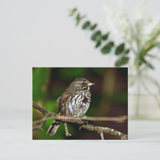 Carte Postale Fox Sparrow (Debout devant)