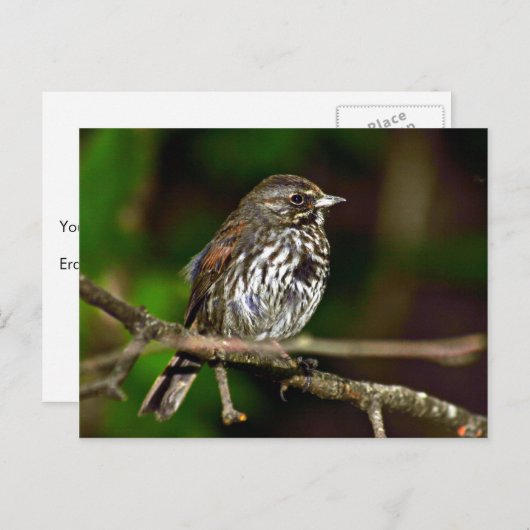 Carte Postale Fox Sparrow (Devant / Derrière)