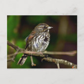 Carte Postale Fox Sparrow (Devant)