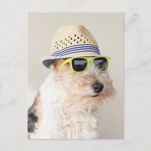 Carte Postale Fox Terrier (Devant)