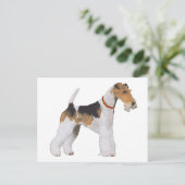 Carte Postale Fox Terrier à poil dur (Debout devant)