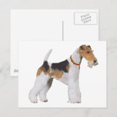 Carte Postale Fox Terrier à poil dur (Devant / Derrière)