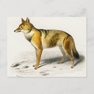Carte Postale Fox vintage illustrated