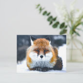 Carte Postale Fox Wild Animals Photo (Debout devant)