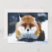 Carte Postale Fox Wild Animals Photo (Devant / Derrière)