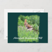 Carte Postale Foxes, Adirondack Mountains of NY (Devant / Derrière)