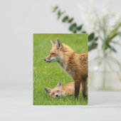 Carte Postale Foxes des yeux d'amour (Debout devant)