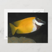 Carte Postale Foxface Rabbitfish (Devant / Derrière)