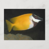 Carte Postale Foxface Rabbitfish (Devant)