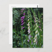 Carte postale Foxglos (Devant / Derrière)