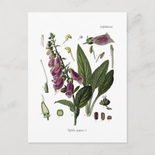Carte Postale Foxglove