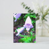 Carte Postale foxglove (Debout devant)