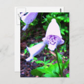 Carte Postale foxglove (Devant / Derrière)