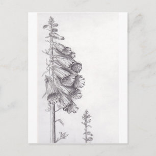 Carte Postale Foxglove
