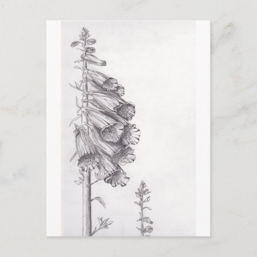 Carte Postale Foxglove (Devant)