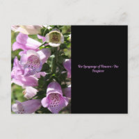 Carte postale Foxglove