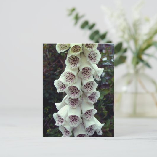Carte Postale Foxglove blanc (Debout devant)