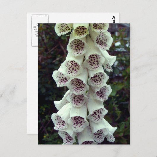 Carte Postale Foxglove blanc (Devant / Derrière)
