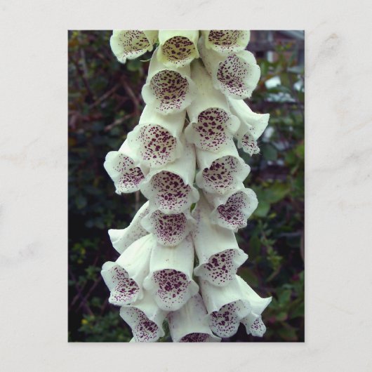 Carte Postale Foxglove blanc (Devant)