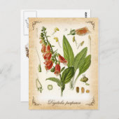 Carte Postale Foxglove commun - illustration vintage (Devant / Derrière)