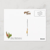 Carte Postale Foxglove commun - illustration vintage (Dos)