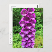 Carte Postale Foxglove Flowers, Oregon (Devant / Derrière)