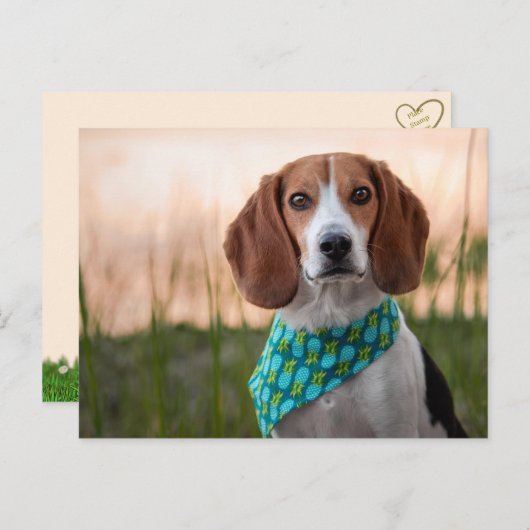 Carte postale Foxhound (Devant / Derrière)