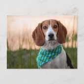 Carte postale Foxhound (Devant)